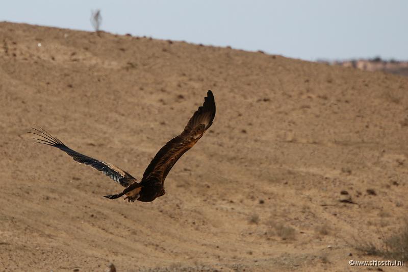 10 Wedge tailed eagle.jpg